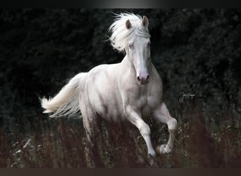 Portugees sportpaard Mix, Hengst, 11 Jaar, 160 cm, Cremello