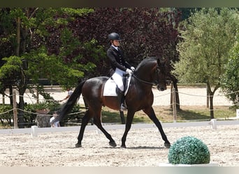 Portugees sportpaard Mix, Hengst, 14 Jaar, 168 cm, Bruin