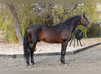 Portugees sportpaard Mix, Hengst, 14 Jaar, 168 cm, Bruin