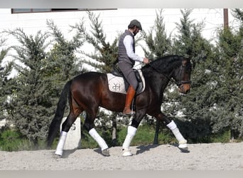 Portugees sportpaard Mix, Hengst, 4 Jaar, 161 cm, Bruin