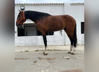 Portugees sportpaard, Hengst, 5 Jaar, 170 cm, Roodbruin