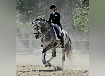 Portugees sportpaard, Hengst, 8 Jaar, 161 cm, Schimmel