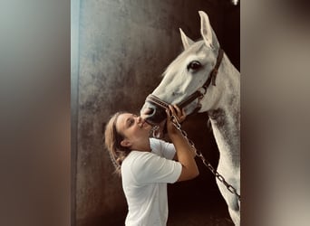 Portugees sportpaard, Merrie, 10 Jaar, 160 cm, Schimmel