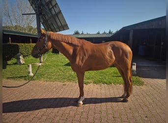 Portugees sportpaard Mix, Merrie, 12 Jaar, 164 cm, Donkere-vos