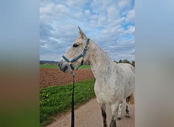 Portugees sportpaard, Merrie, 13 Jaar, 152 cm, Schimmel