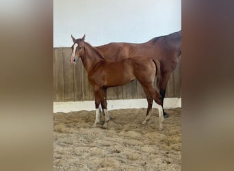 Portugees sportpaard, Merrie, 1 Jaar, 159 cm, Vos