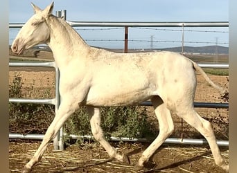 Portugees sportpaard, Merrie, 1 Jaar, 168 cm, Perlino