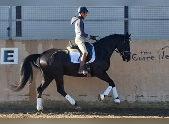 Portugees sportpaard, Merrie, 5 Jaar, 163 cm, Zwart