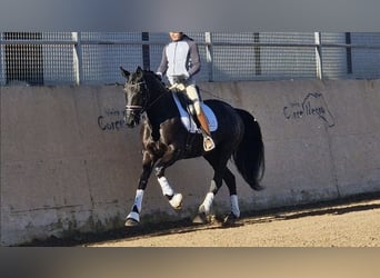 Portugees sportpaard, Merrie, 5 Jaar, 163 cm, Zwart
