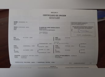 Portugees sportpaard, Merrie, 5 Jaar, 163 cm, Zwart