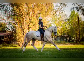 Portugees sportpaard Mix, Merrie, 5 Jaar, 166 cm, Schimmel