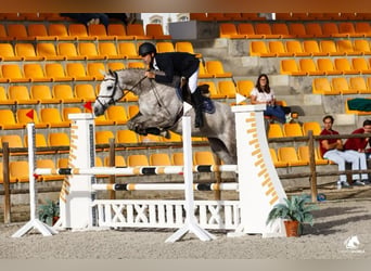 Portugees sportpaard, Merrie, 5 Jaar, 168 cm, Schimmel