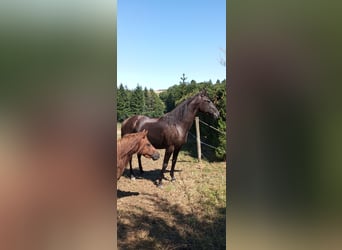 Portugees sportpaard, Merrie, 6 Jaar, 155 cm, Zwart