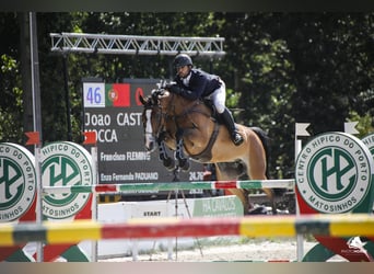 Portugees sportpaard, Merrie, 7 Jaar, Roodbruin