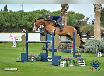 Portugees sportpaard, Merrie, 7 Jaar, Roodbruin