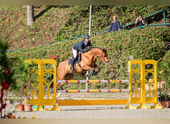 Portugees sportpaard, Merrie, 7 Jaar, Roodbruin