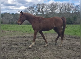 Portugees sportpaard, Ruin, 10 Jaar, 150 cm, Vos