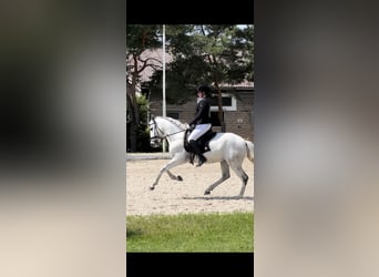 Portugiesisches Sportpferd, Wallach, 10 Jahre, 160 cm, Schimmel