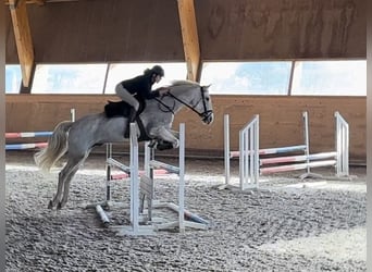 Portugees sportpaard Mix, Ruin, 10 Jaar, 160 cm, Schimmel