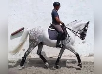 Portugees sportpaard, Ruin, 11 Jaar, 159 cm, Schimmel