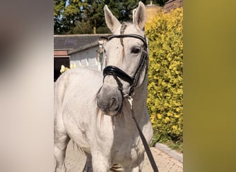 Portugees sportpaard Mix, Ruin, 13 Jaar, 149 cm, Appelschimmel