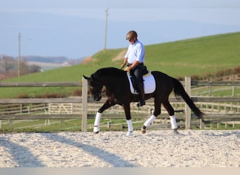 Portugees sportpaard, Ruin, 14 Jaar, 167 cm, Zwart