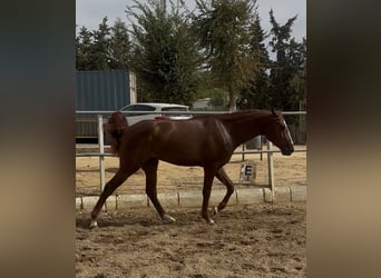 Portugees sportpaard, Ruin, 2 Jaar, 161 cm