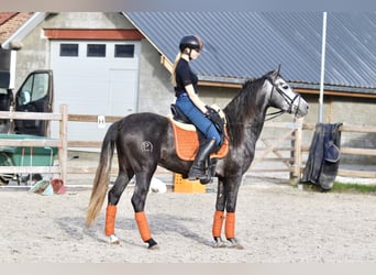 Portugees sportpaard, Ruin, 4 Jaar, 149 cm, kan schimmel zijn