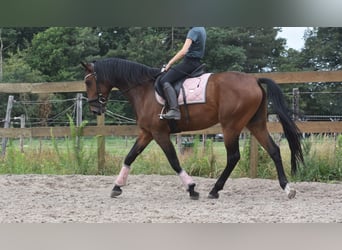 Portugees sportpaard, Ruin, 5 Jaar, 162 cm, Bruin