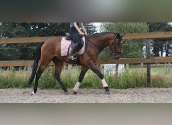 Portugees sportpaard, Ruin, 5 Jaar, 162 cm, Bruin