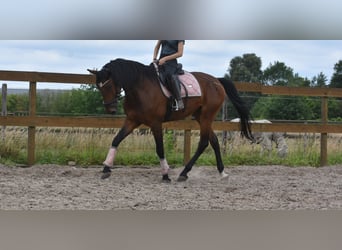 Portugees sportpaard, Ruin, 5 Jaar, 162 cm, Bruin
