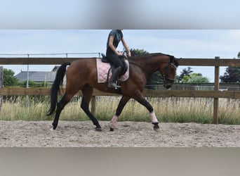Portugees sportpaard, Ruin, 5 Jaar, 162 cm, Bruin