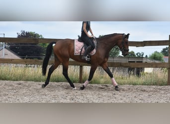 Portugees sportpaard, Ruin, 5 Jaar, 162 cm, Bruin