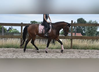 Portugees sportpaard, Ruin, 5 Jaar, 162 cm, Bruin
