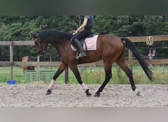 Portugees sportpaard, Ruin, 5 Jaar, 162 cm, Bruin