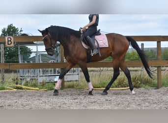 Portugees sportpaard, Ruin, 5 Jaar, 162 cm, Bruin