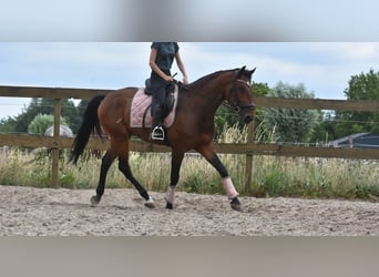 Portugees sportpaard, Ruin, 5 Jaar, 162 cm, Bruin