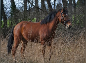 Portugees sportpaard, Ruin, 6 Jaar, 150 cm, Brauner