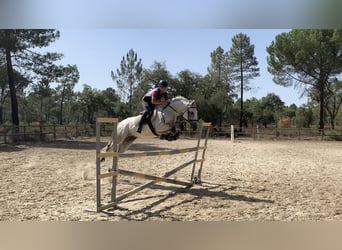 Portugees sportpaard, Ruin, 8 Jaar, 163 cm, Roodbruin
