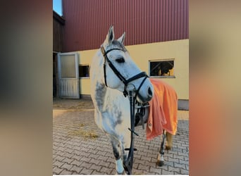 Portugees sportpaard, Ruin, 8 Jaar, 163 cm, Schimmel