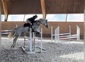 Portugees sportpaard Mix, Ruin, 9 Jaar, 160 cm, Schimmel