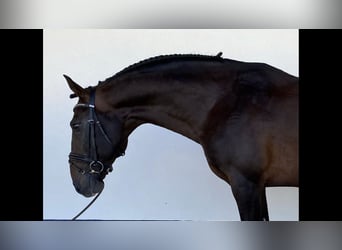 Portugiesisches Sportpferd, Hengst, 11 Jahre, 164 cm, Brauner