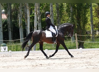 Portugiesisches Sportpferd Mix, Hengst, 14 Jahre, 168 cm, Brauner