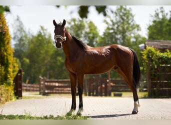 Portugiesisches Sportpferd, Hengst, 1 Jahr, 155 cm, Brauner