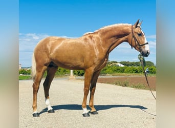 Portugiesisches Sportpferd Mix, Hengst, 2 Jahre, 154 cm, Pearl