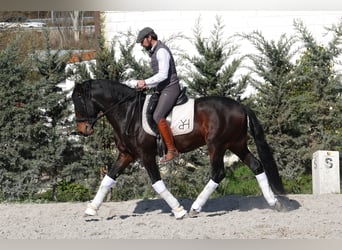 Portugiesisches Sportpferd Mix, Hengst, 4 Jahre, 161 cm, Brauner