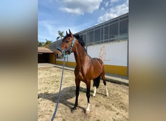 Portugiesisches Sportpferd Mix, Hengst, 4 Jahre, 165 cm, Rotbrauner