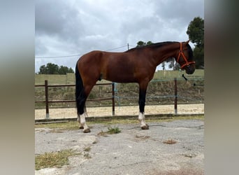Portugiesisches Sportpferd, Hengst, 5 Jahre, 170 cm, Rotbrauner