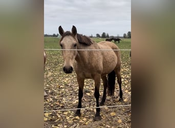 Portugiesisches Sportpferd, Stute, 10 Jahre, 155 cm, Buckskin