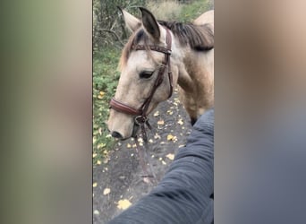 Portugiesisches Sportpferd, Stute, 10 Jahre, 155 cm, Buckskin